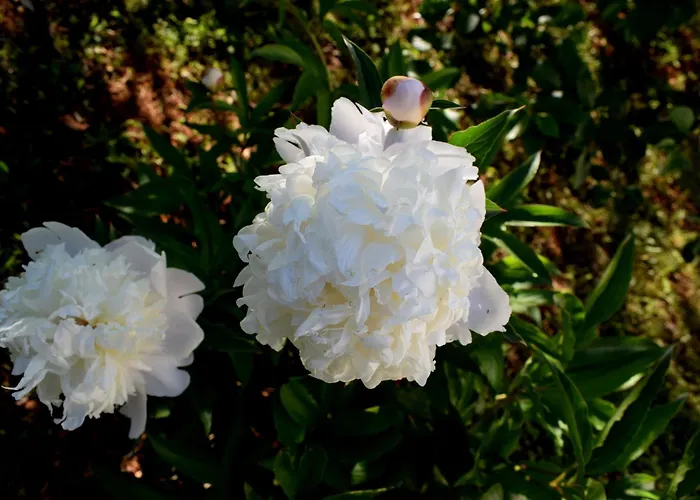 With Parking Space - 8493 Ugljan