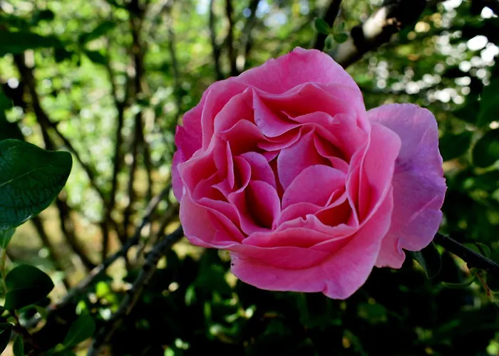 With Parking Space - 8493 Lägenhet Ugljan